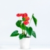 Planta Anthurium