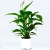 Planta Spathiphyllum